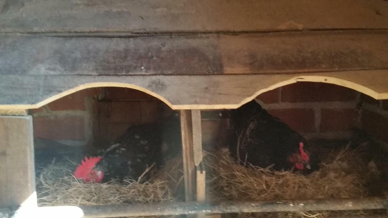 Vakantieboerderij El Piensu