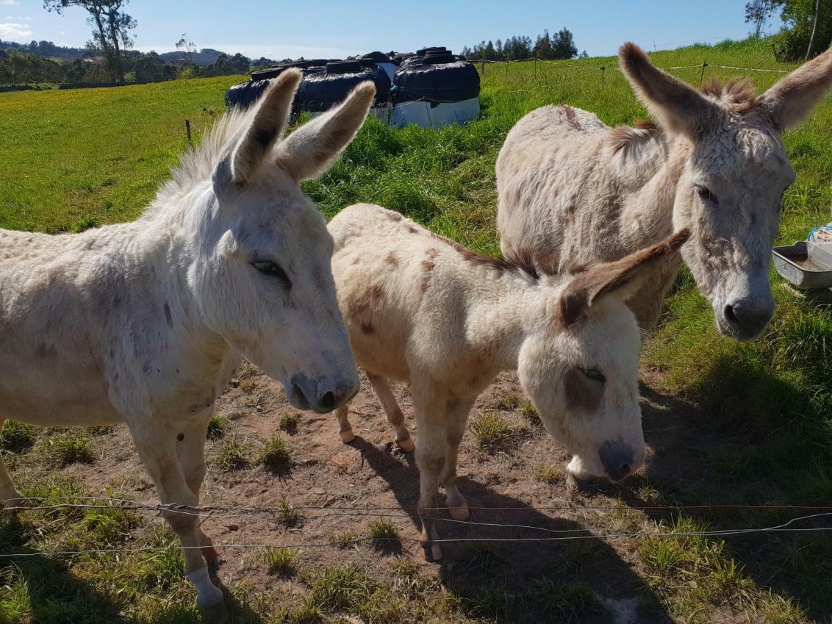 Estada en una granja Turismo Rural El Piensu *